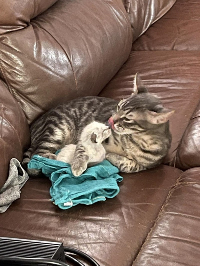 And big cat Cezzarinno has been a big help!