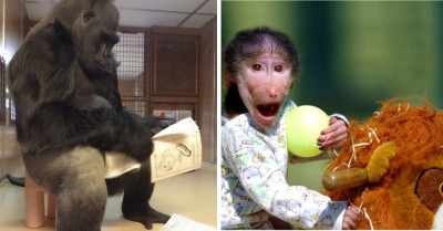 40+ Hilarious Pics Of Monkeys Just Monkeying Around