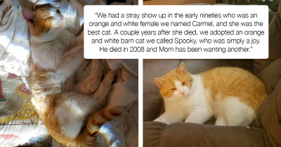 Orange and White Cat Walked Into This Family's Life Right After They Wished for One