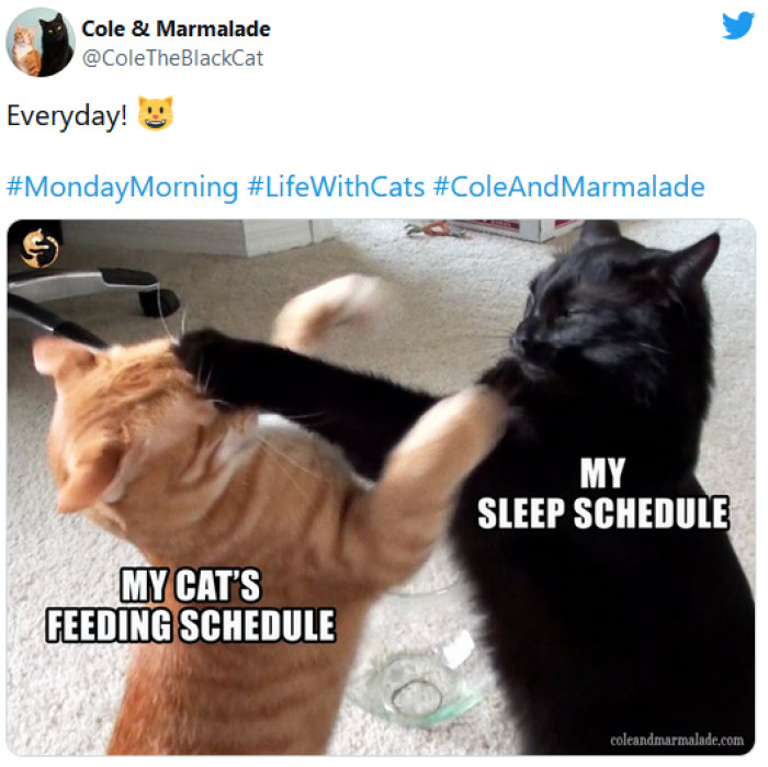 32. The most relatable battle: between a cat's feeding schedule and your desire to have a full night's rest!