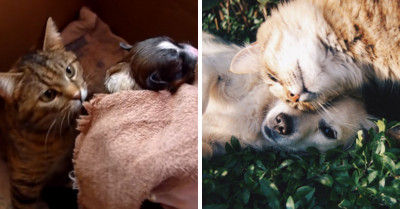 Mother Cat's Priceless Reaction After Seeing This Newborn Puppy