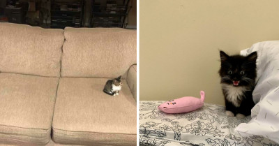 37 Cat Pictures That Are Almost Too Cute for Words