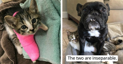 Rescued Kitten Is Living A Fulfilling Life, Even Though She Only Has Two Legs