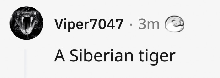 Their only known predator are bears