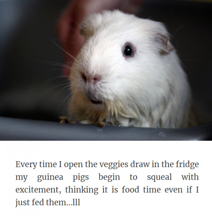 26. Every Guinea Pig Is Bound to Behave Like This