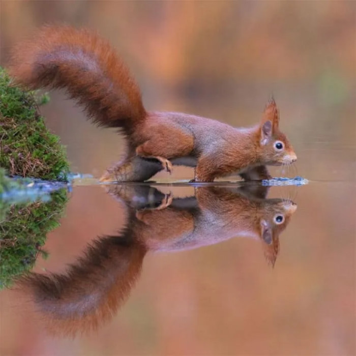 The shots were captured by 34-year-old Dutch photographer, Dick van Duijin.