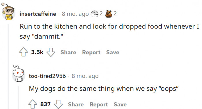 This dog has associated the word "dammit" with food.