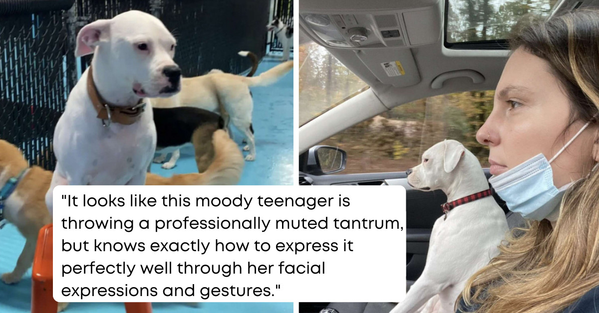 Moody Dog Isn't Impressed With Anyone At The Doggy Day Care