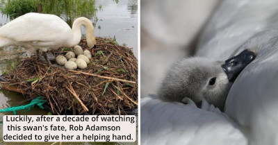 Man Constructs Raft and Helps Swan Become a Mom After a Decade of Watching Her Lose Her Eggs to a Flooding River