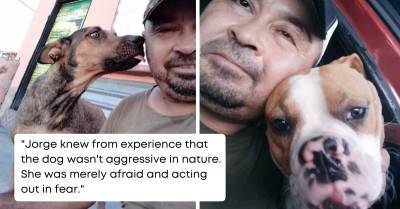 This Loving Man Rescued The Stray Dog That Attacked Him