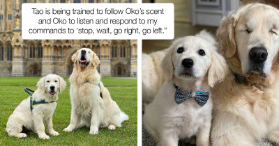 Smallest Puppy Becomes Biggest Helper to His Blind Dog Companion