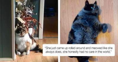 Hilarious Cat Accidentally 'Dyed' Herself Black And Definitely Has Some Regrets