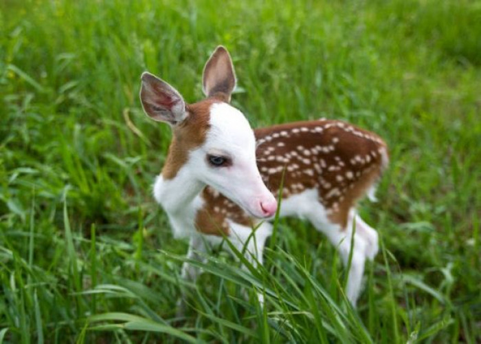 An amazingly charming fawn, deserted soon after birth, has at last found solace at a local farm located in Michigan. 