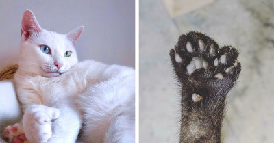 40 Pictures Of Pets Whose Unique Genes Have Given Them A Distinctive Appearance That Will Leave You In Awe