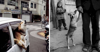 24 Epic Photos Of Dogs That Will Inspire You To Take More Creative Shots Of Your Pets