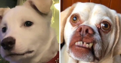 People Share TikToks Of Their Dogs With "Strangely Human Eyes," And It's Weird and Adorable at the Same Time