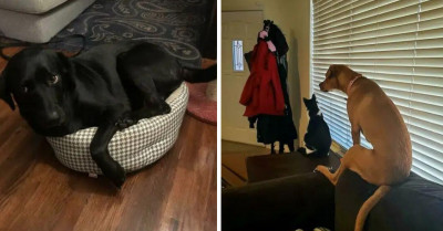 35 Dogs That Act and Think Like They Are Cats