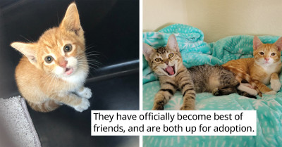 Cat Man and Foster Home Join Forces to Save Two Abandoned Kittens