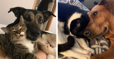 Pictures Of Cuddling Cats And Dogs To Help Ease Your Stress In These Trying Times