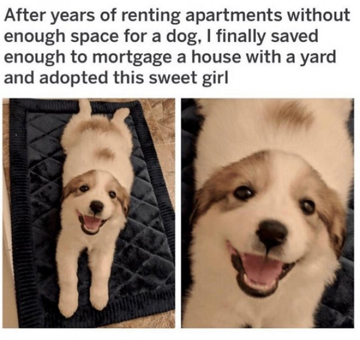 4. Strived to get a better home for this cute dog