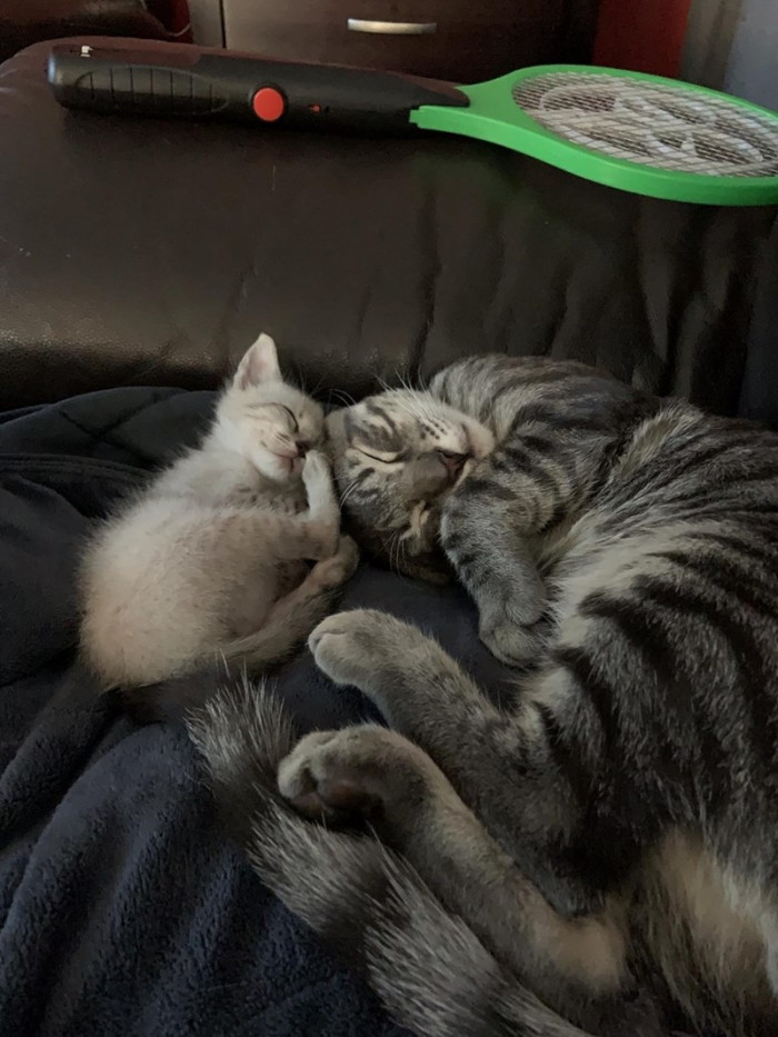 Rocky is never short of a sleeping buddy.