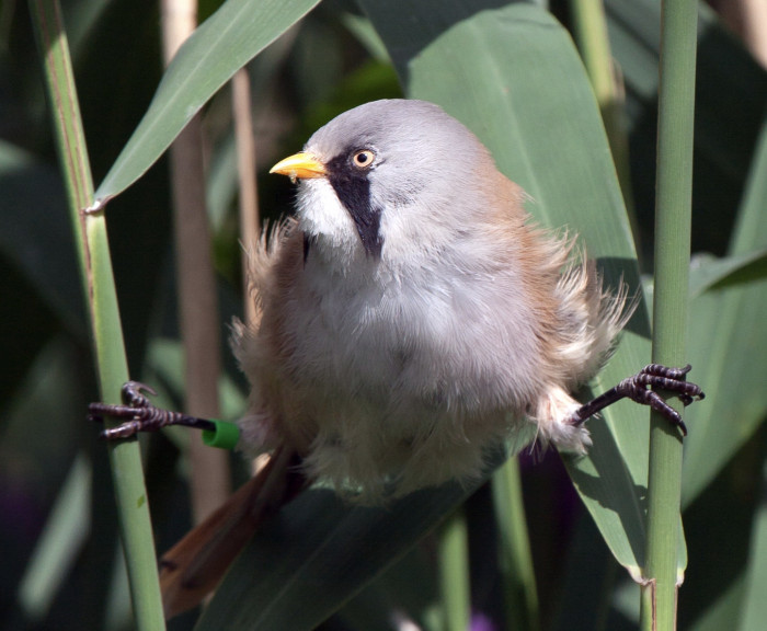 The Bearded Reedling's dinstinctly adorable look will always be memorable but the most remarkable thing about them is still their ability to do the split exquisitely!