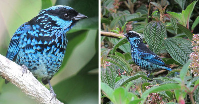 The Beryl-Spangled Tanager Is a Bird With a Stunning Iridescent Turquoise Appearance