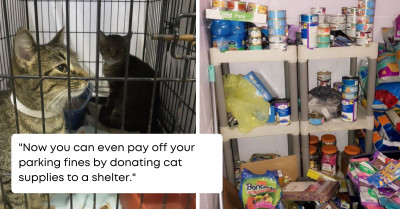 Police Department Allows People To Pay Their Parking Fines By Donating Cat Supplies To Local Shelter