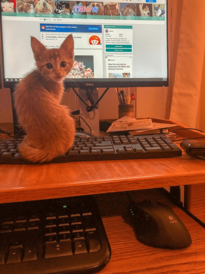 22. Kitties just love to sit on keyboards