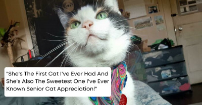 These Wholesome Stories Of Pet Adoption Are The Cutest Thing