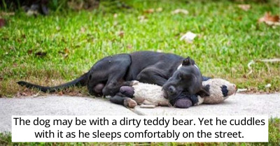 Photo of A Stray Dog Hugging A Stuffed Animal During A Nap Outside Goes Viral