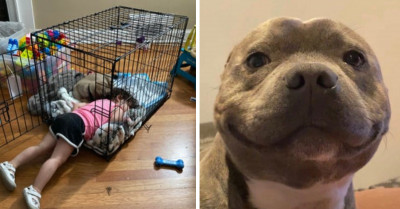 Some Of The Best Dog Posts From Recently That You Might Have Missed
