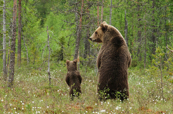 17. Papa and baby bear