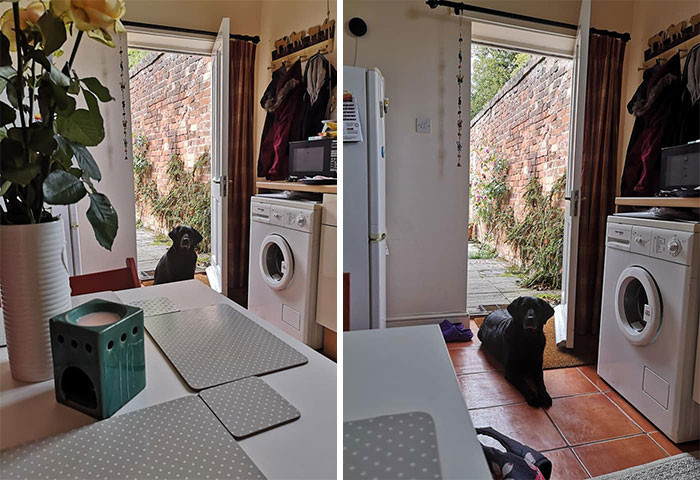 7. "I've recently moved house. I'll wake up, and my next-door neighbor's dog will be sitting outside my door waiting for me. I'll open the door, and she comes and sits on the doormat. Her name is Edith, and she's my new best friend."