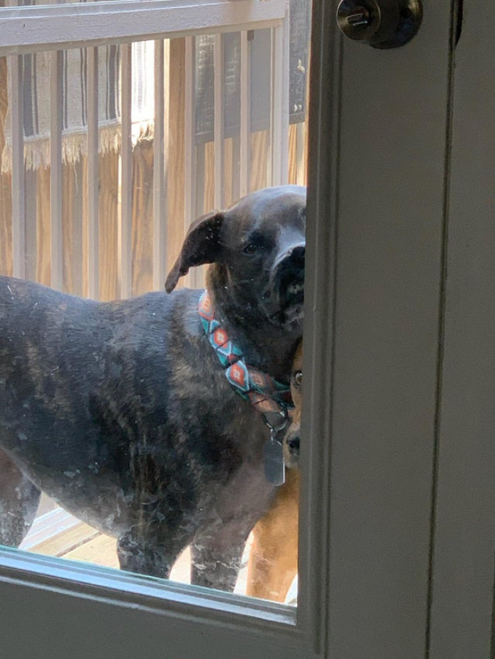1. "Doofus 1 and Doofus 2 Reporting for Duty!"