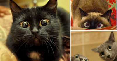 10+ Cats Making The Best Faces You'll Ever See