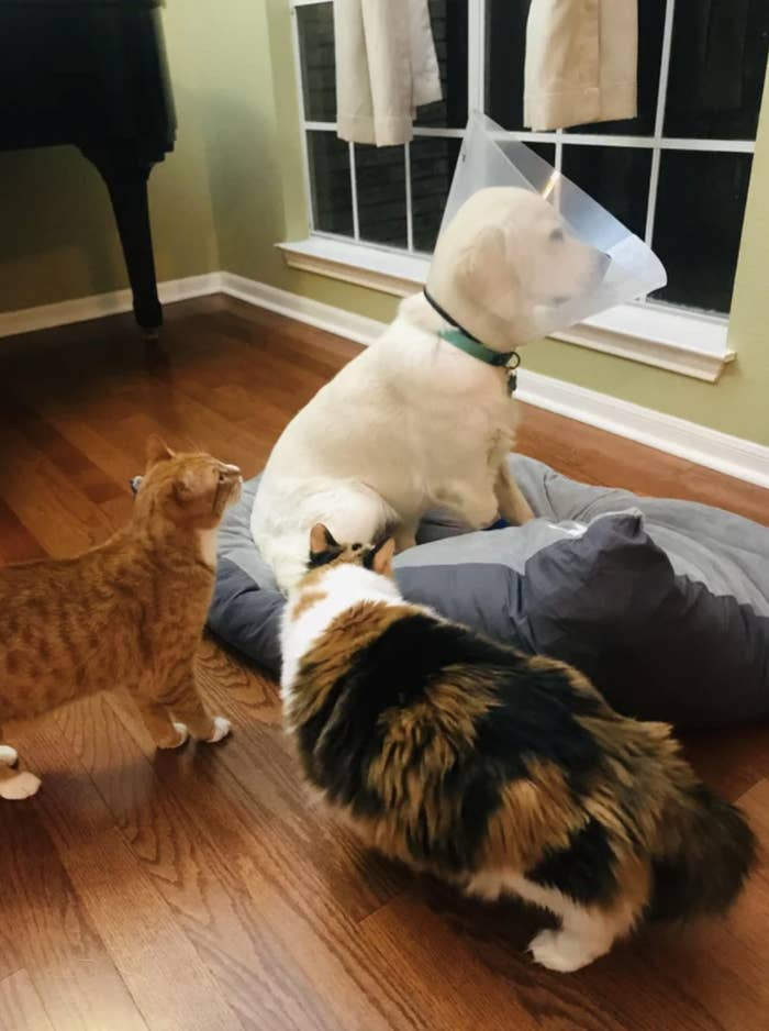 3. "The cats are very concerned as to why Dog isn’t terrorizing them as per usual and has instead stared at the wall, high af, for 10 minutes straight"