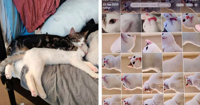 Photogenic Cat Fills Her Owner's Unattended iPad With Cat Selfies