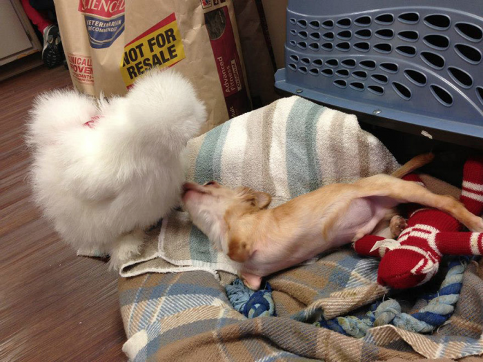 Penny and Roo Playing