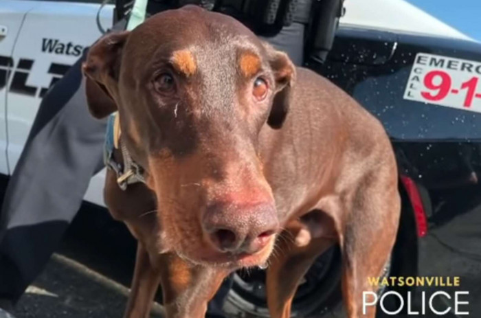 Meet Arrow, an emotional support dog