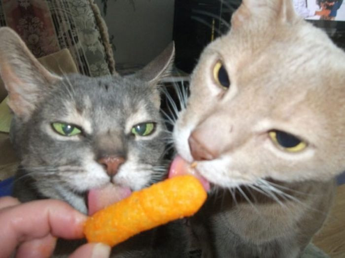 10. “If you do not maintain visual contact with cheese products at all times, you agree to forfeit your right to finish eating said cheese products.” – purpleRN