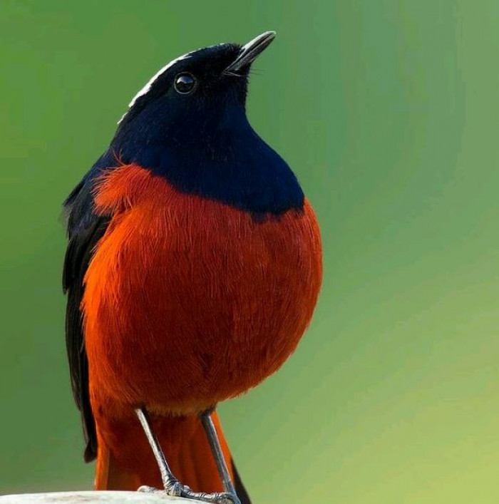 See The Mesmerizing White Capped Redstart Bird Flaunting Its Shiny Red ...