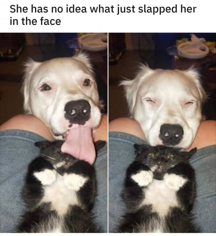 The dog is blind, and I love them both.
