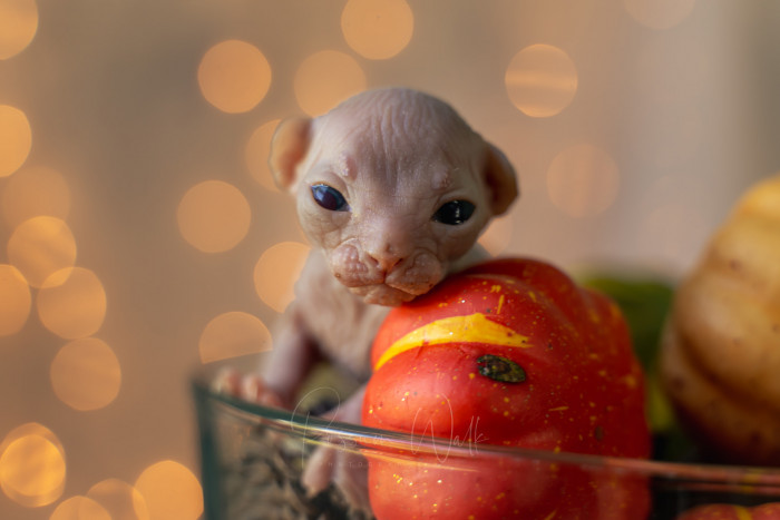 3. Their cats are adopted out as pets explicitly and are not intended for breeding at all. They also offer zero stud services.