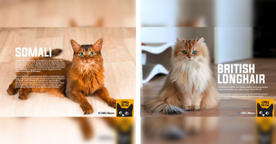 Distinct Cat Breeds And Their Origins That Are The Most Popular In The World