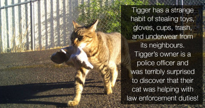 Cat Returns Home After Night Out With A Bag Of Marijuana, Much to His Policeman Dad's Delight