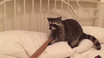 They're also natural comedians.