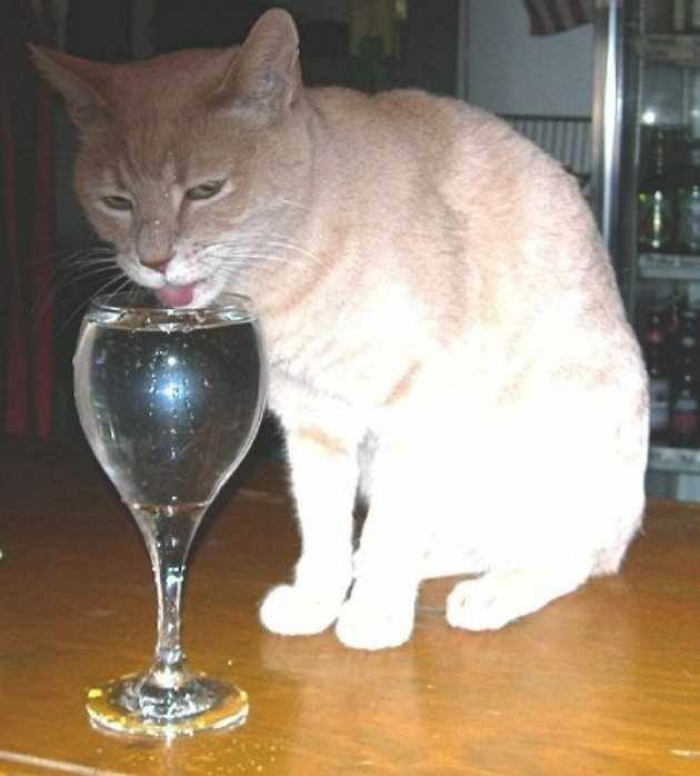 12. “A cat has been the mayor of a town in Alaska for over 15 years. His name is Mr. Stubbs, and every afternoon, he goes to a nearby restaurant and drinks water out of a wineglass laden with catnip.”
