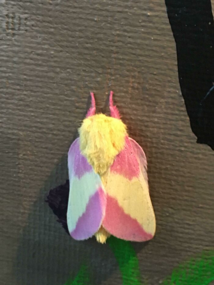 39. Pink Lemonade Moth