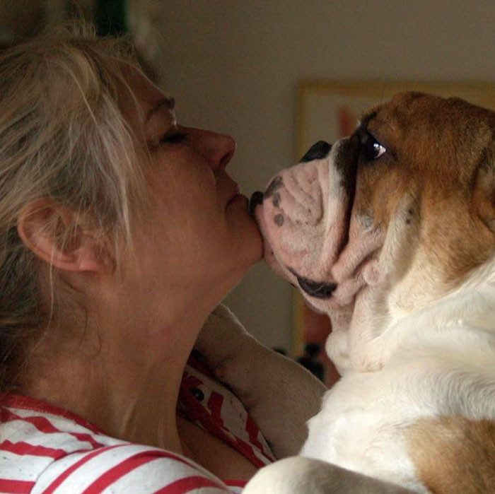 Two smiling bulldogs peer through a fence, wearing playful painted costumes
